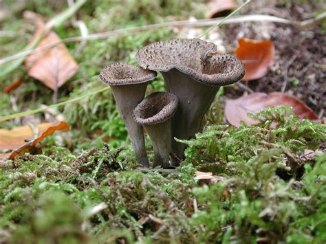 Trumpet mushroom. Things To Know About Trumpet mushroom. 